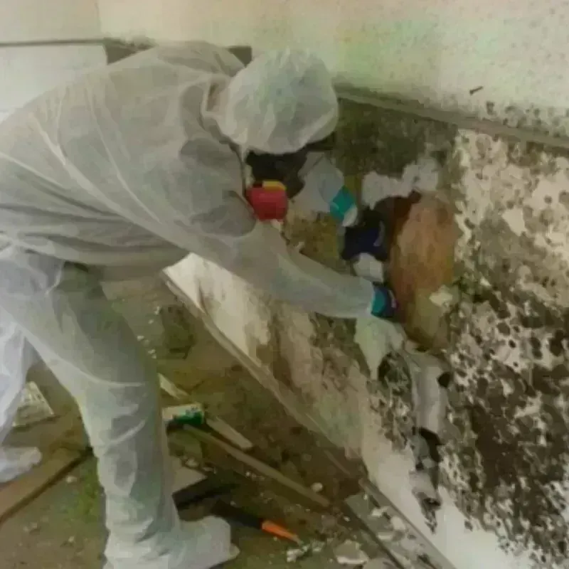 Mold Remediation and Removal in Columbus, MN